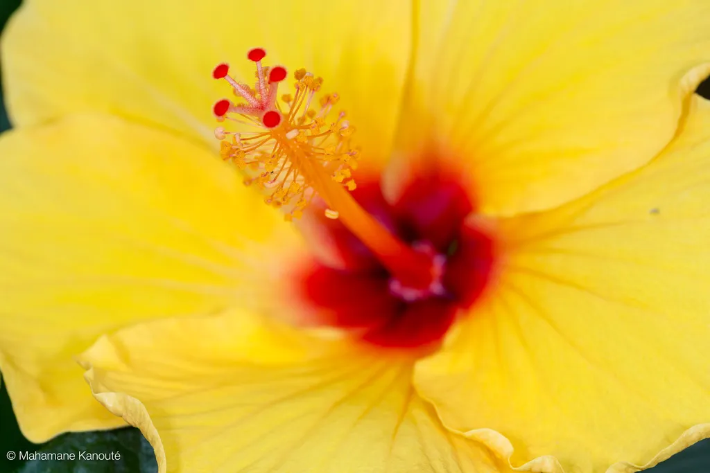 130623_150357_hibiscus