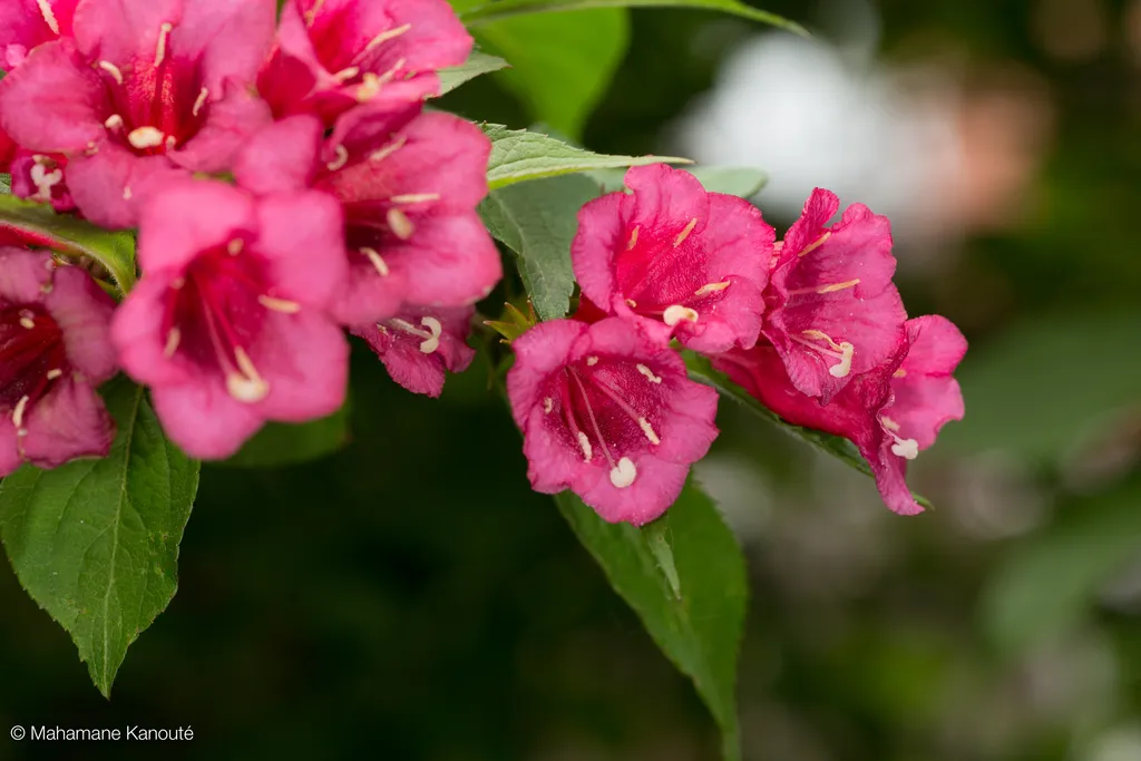 130623_150530_fleurs