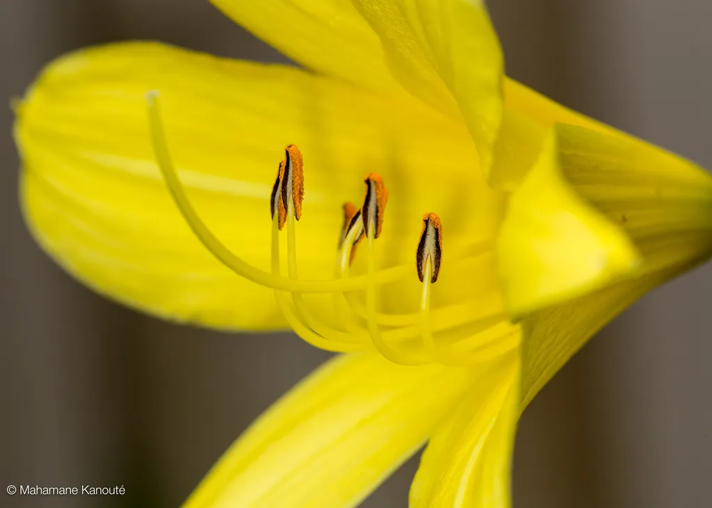 130623_152009_fleurs