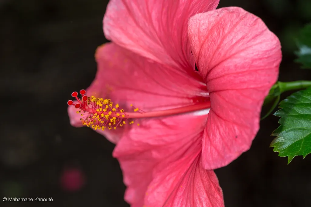 130624_122853_hibiscus
