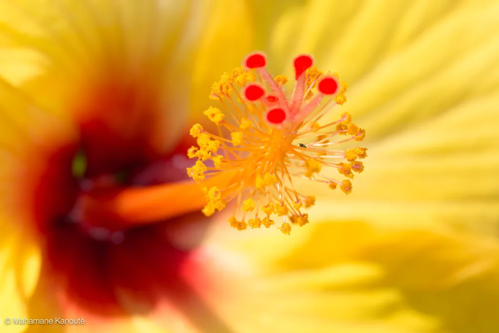 130624_123349_hibiscus