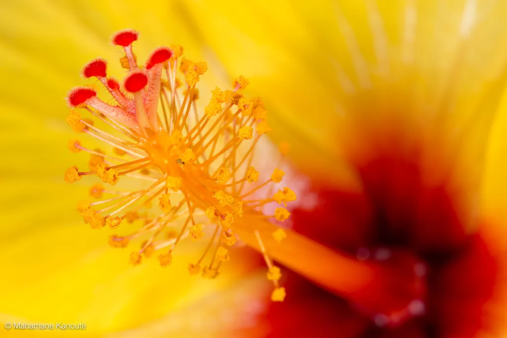 130624_123801_hibiscus