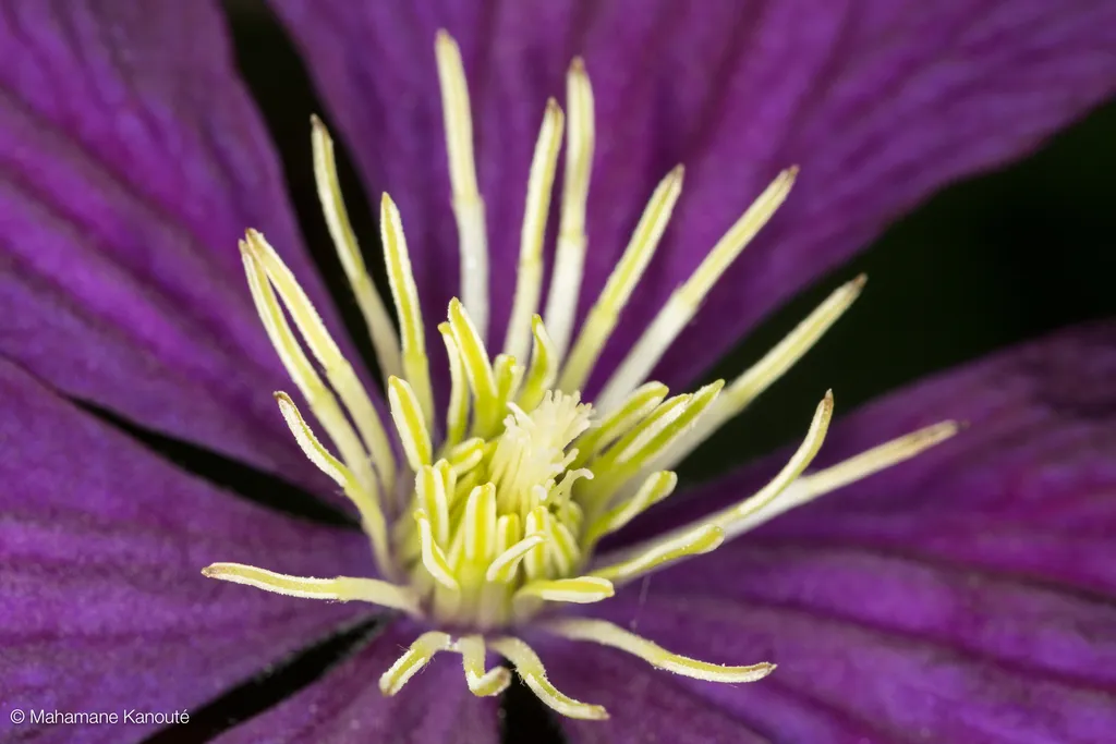 130624_124143_clematite
