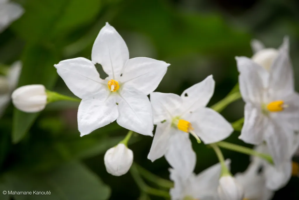 130701_170048_fleurs