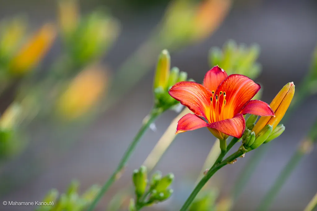 130714_183654_fleur