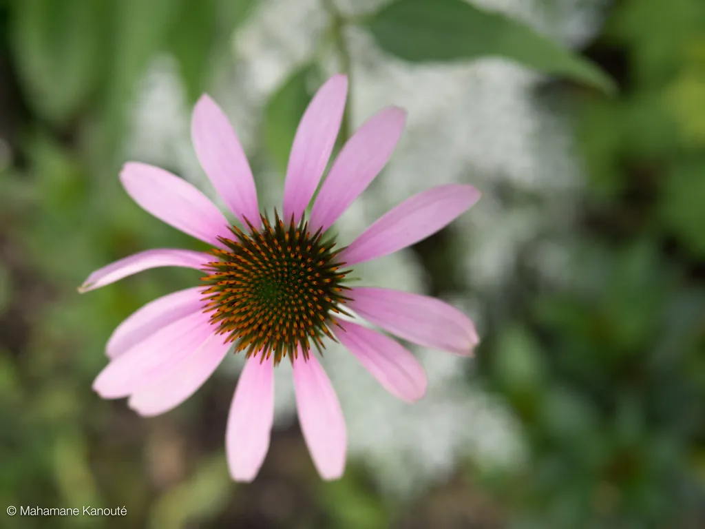 130808_172134_fleur