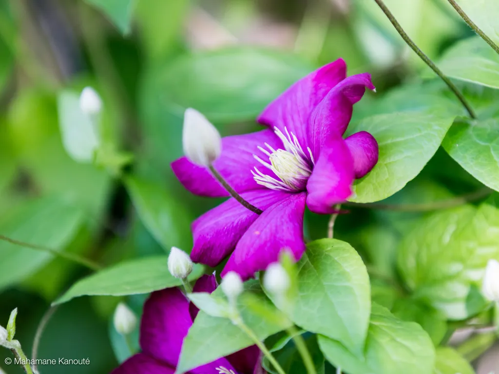 150619_183555_clematite