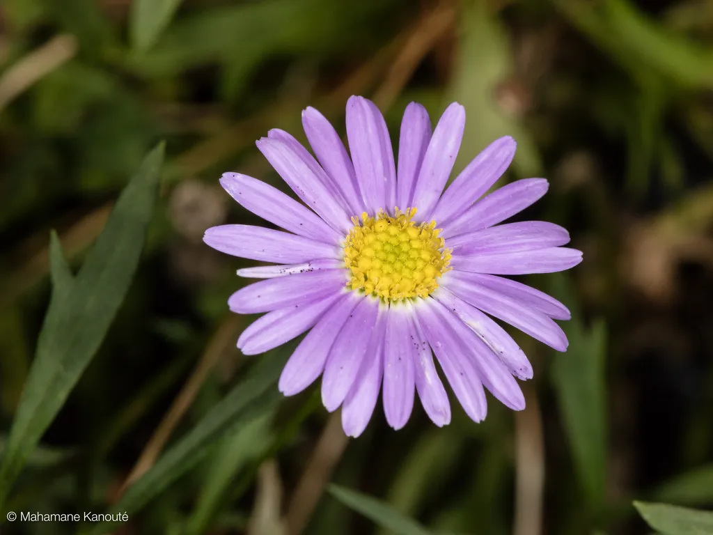 150621_173527_fleur