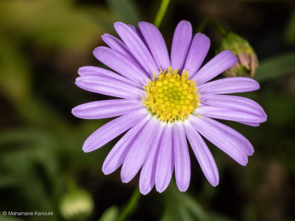 150621_173745_fleur