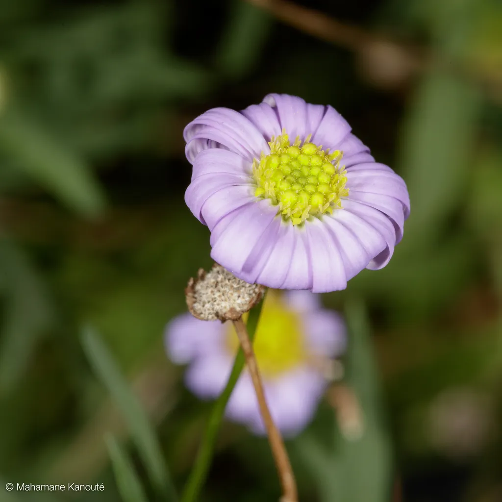 150703_185234_fleur