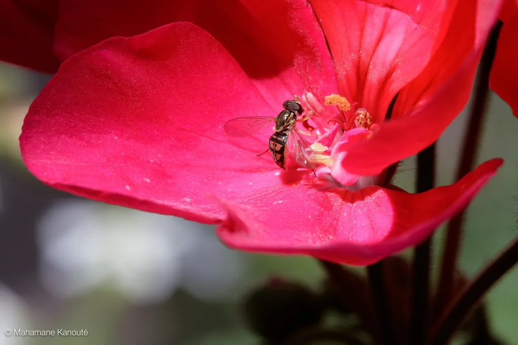 150704_133403_geranium