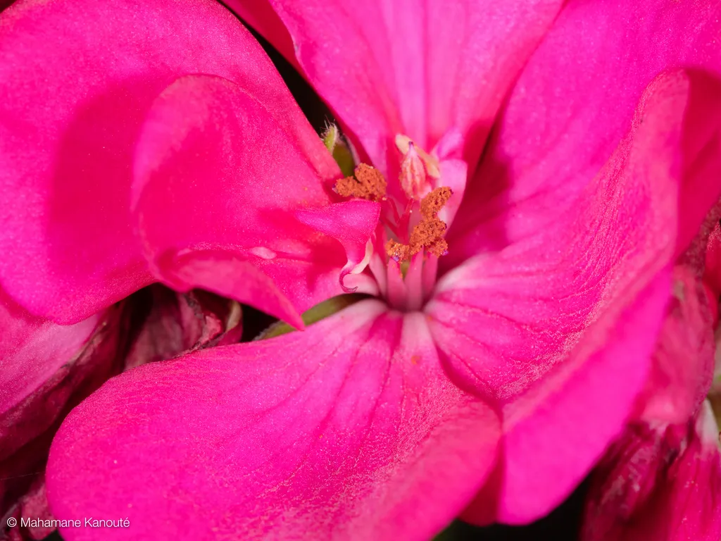 150704_164903_geranium