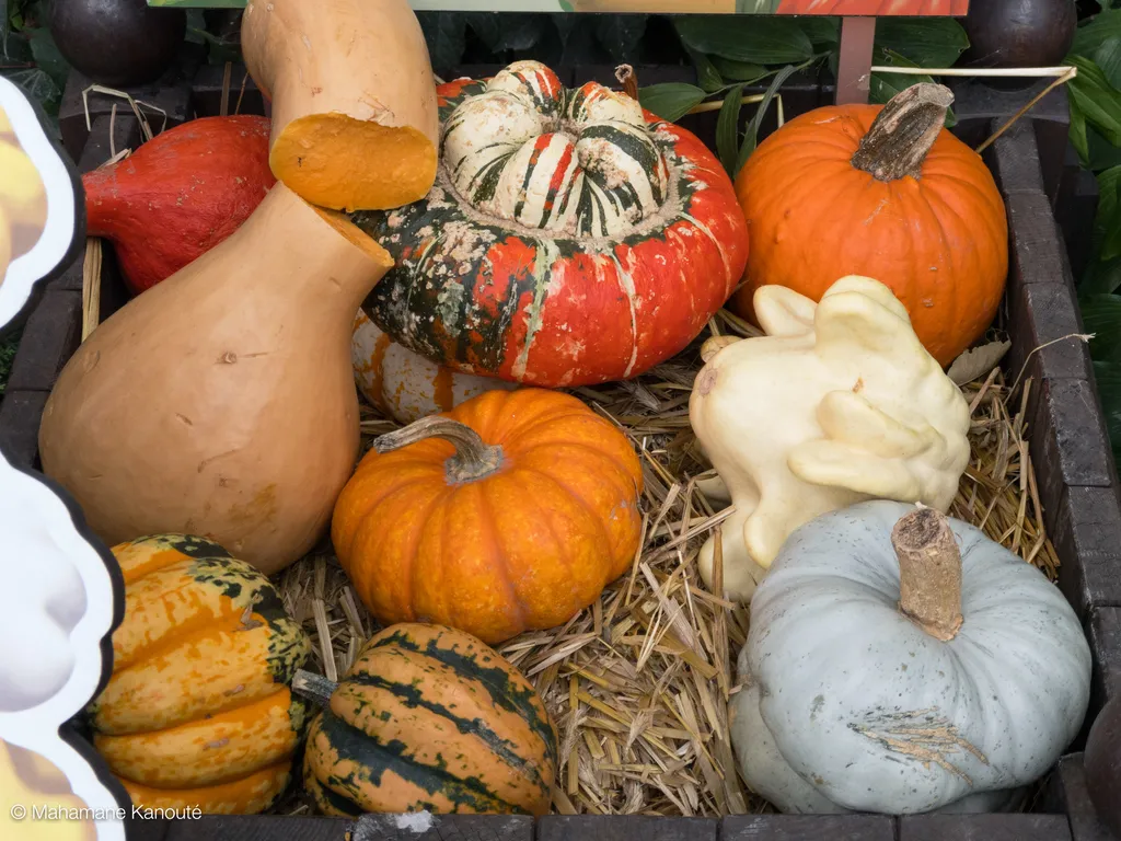 161002_113837_courges