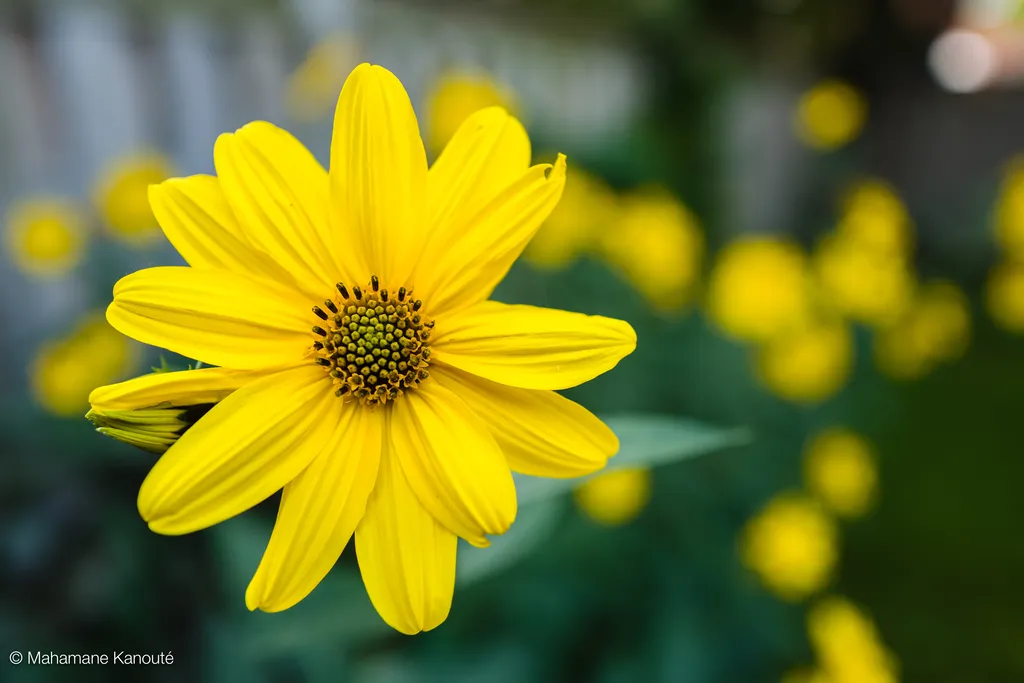 170916_112046_ rudbeckie_goldsturm