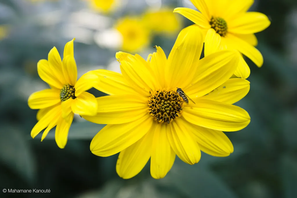 170916_112255_ rudbeckie_goldsturm