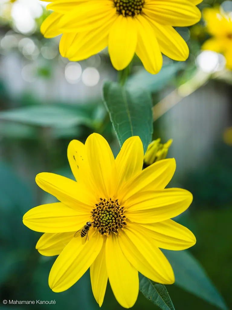 170916_112432_ rudbeckie_goldsturm