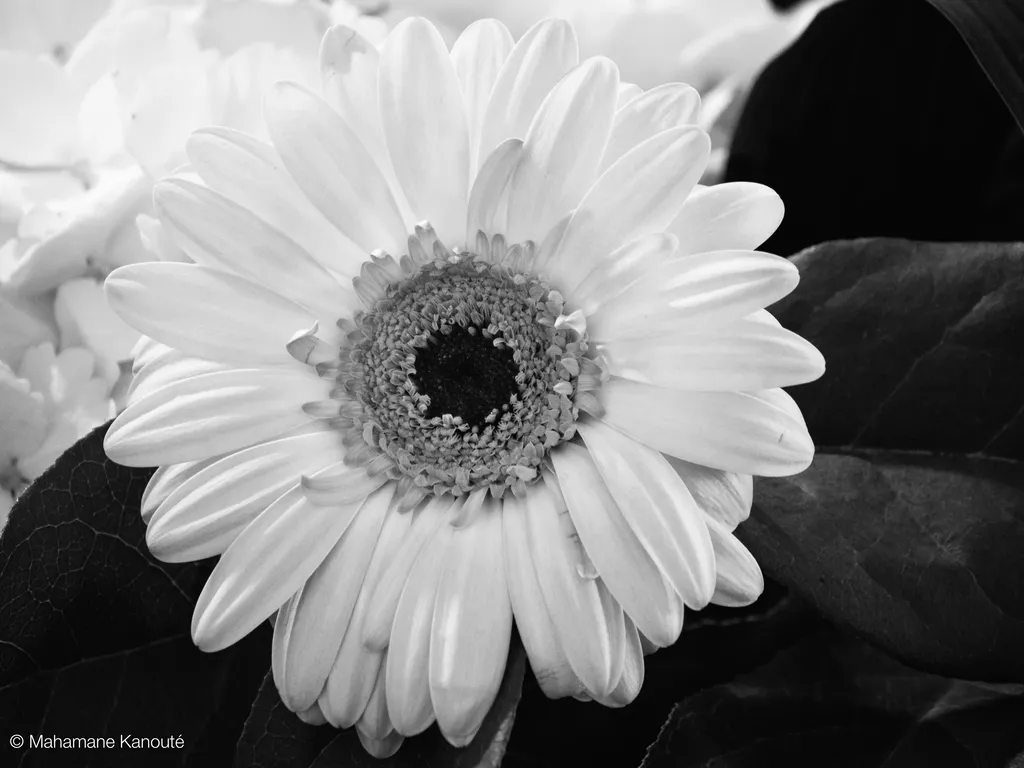 180207_142521_gerbera