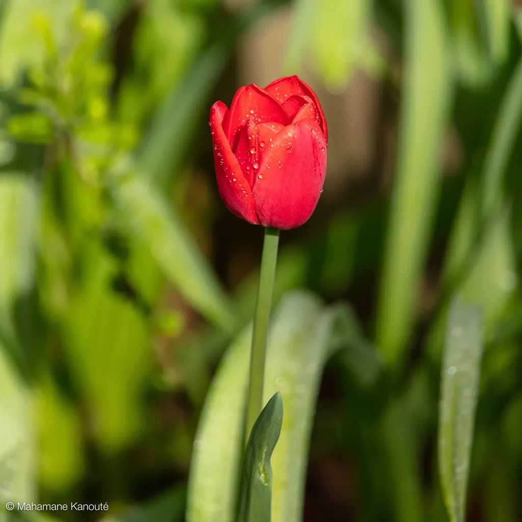 200517_163646_tulipe