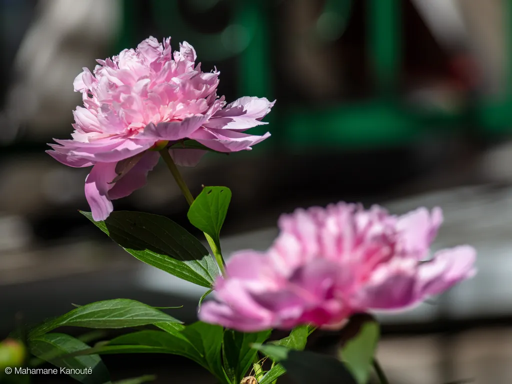 200615_162841_camelia