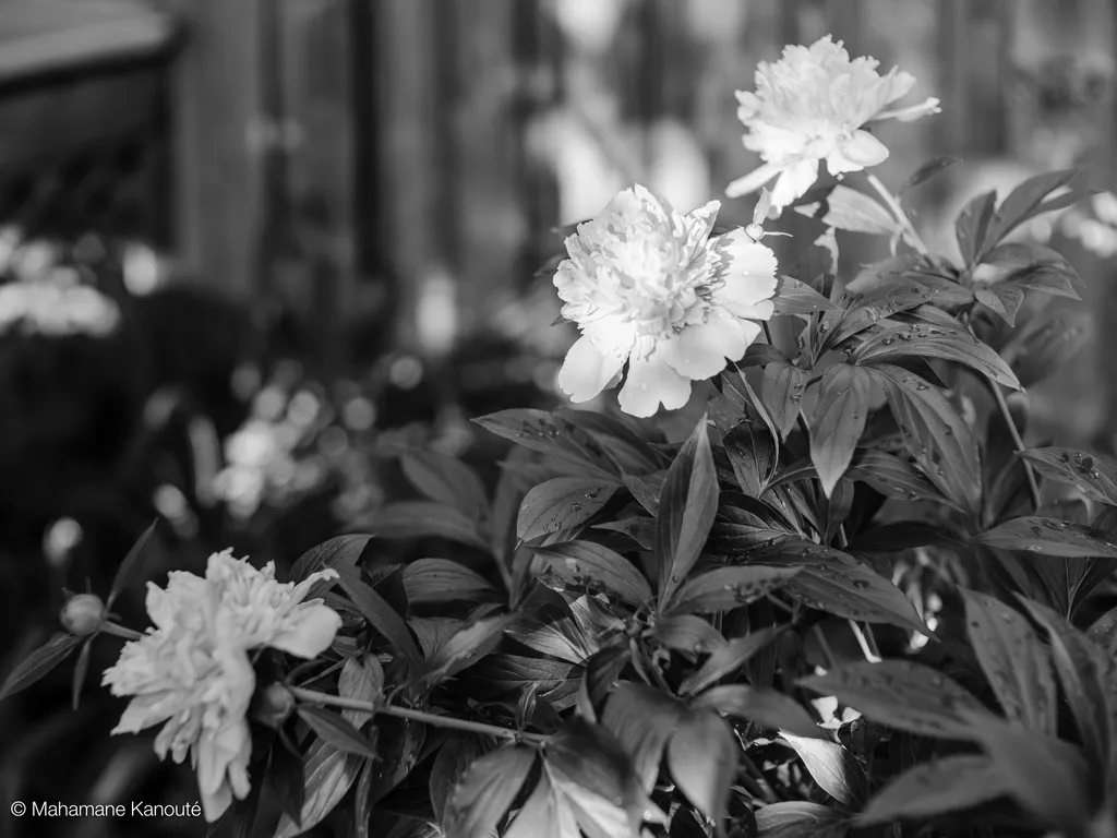 200616_190412_clamedia