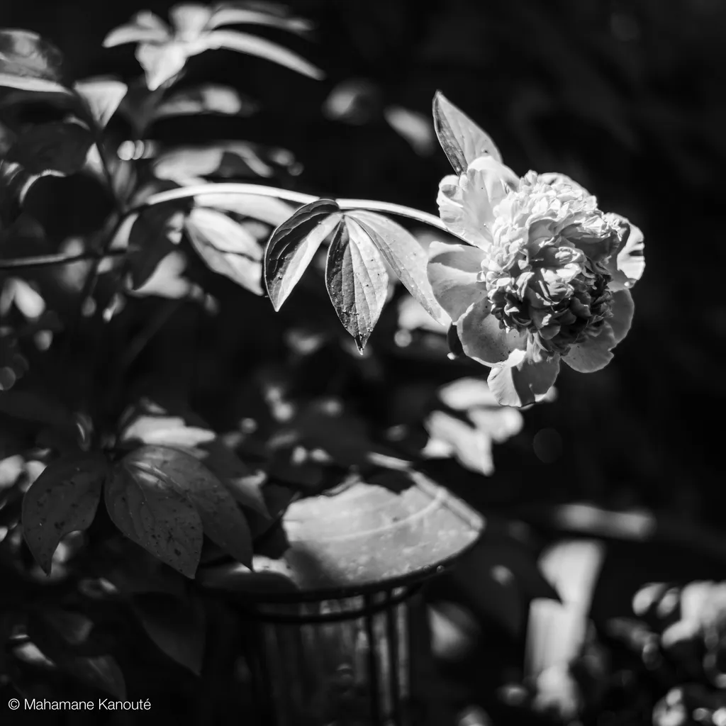 200617_150152_camelia
