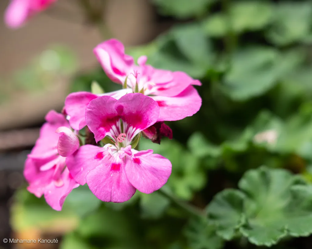 200629_140617_geraniums