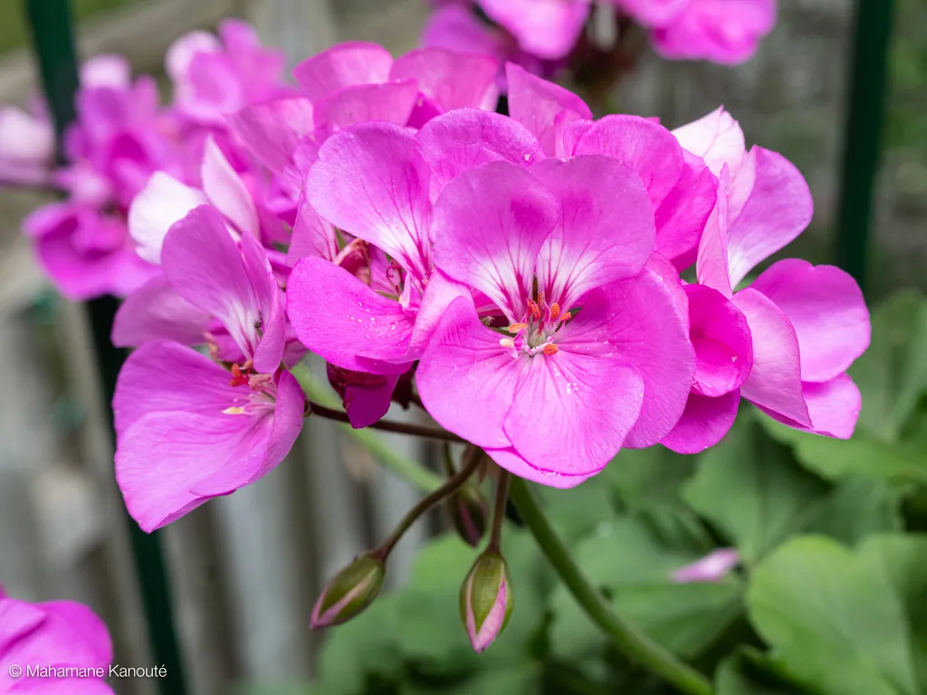 200629_141154_geraniums