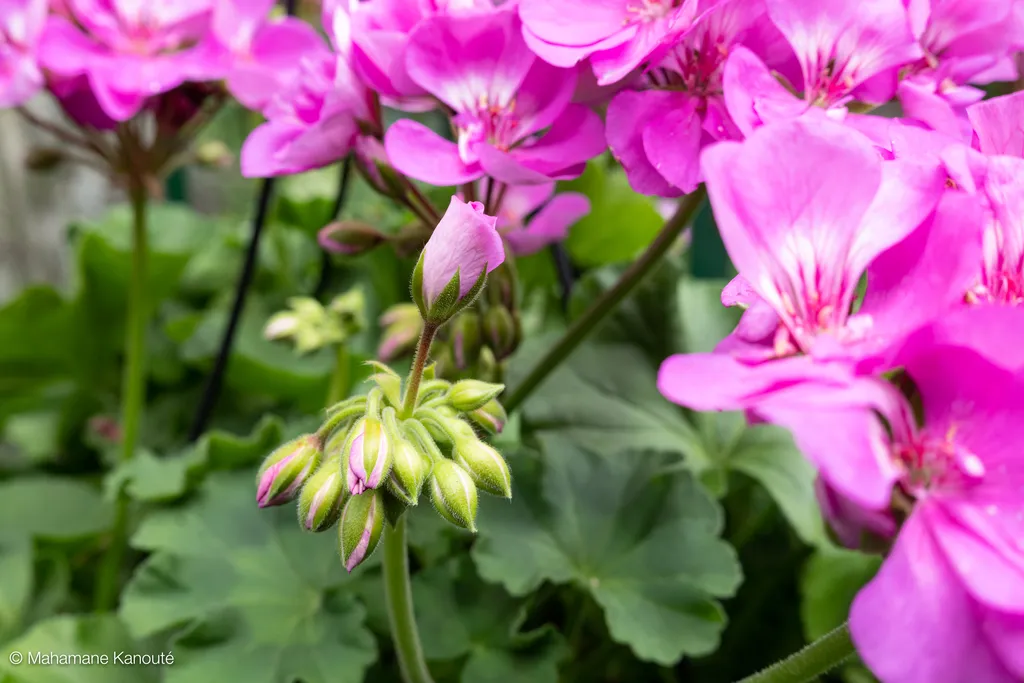 200629_141204_geraniums