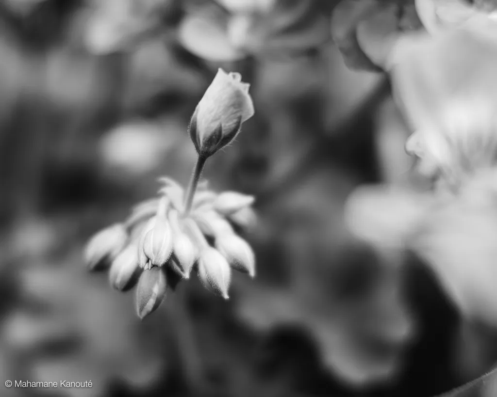 200629_141350_geraniums