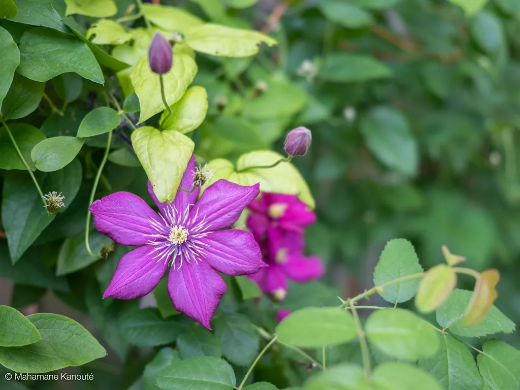 200713_120223_clematite