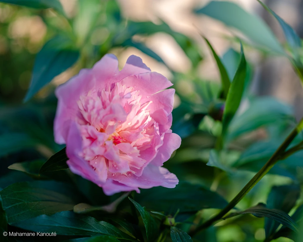 210607_191609_camelia