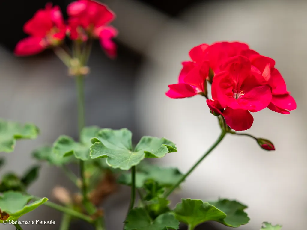 210622_150417_geraniums