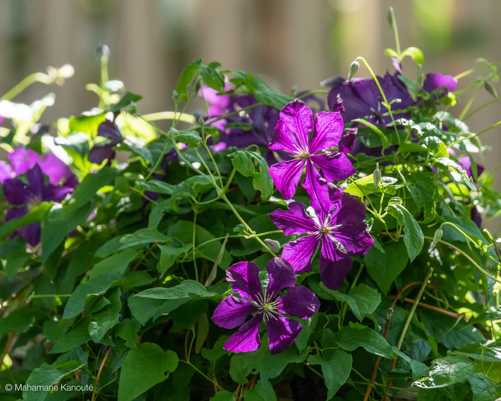 220706_165330_fleurs