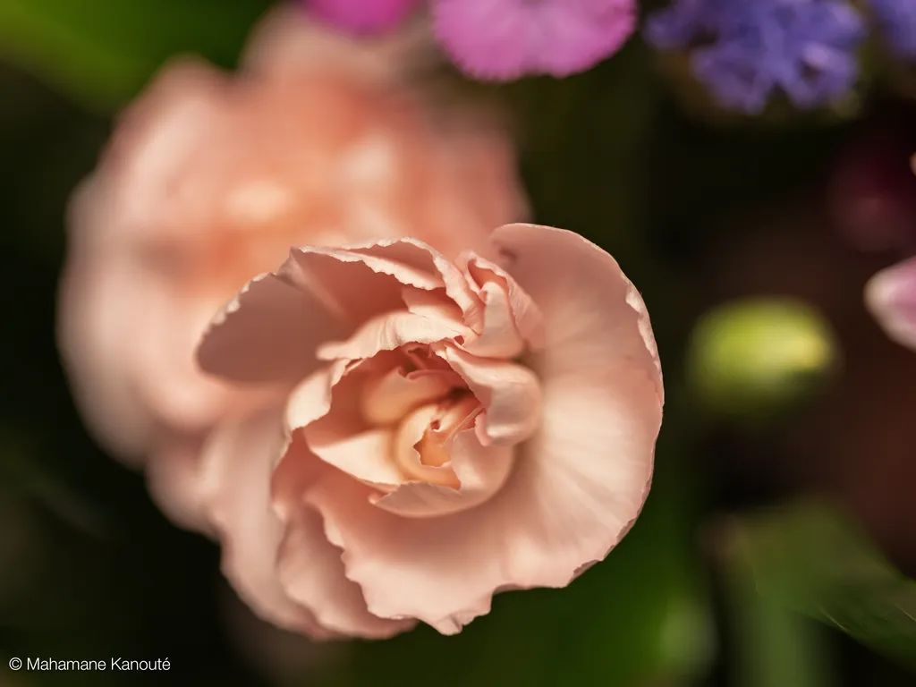 250322_163108_fleurs