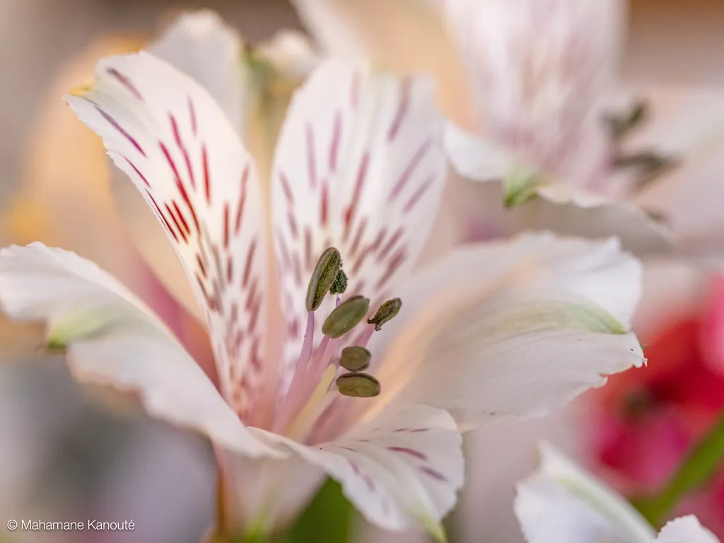 250323_112632_fleurs
