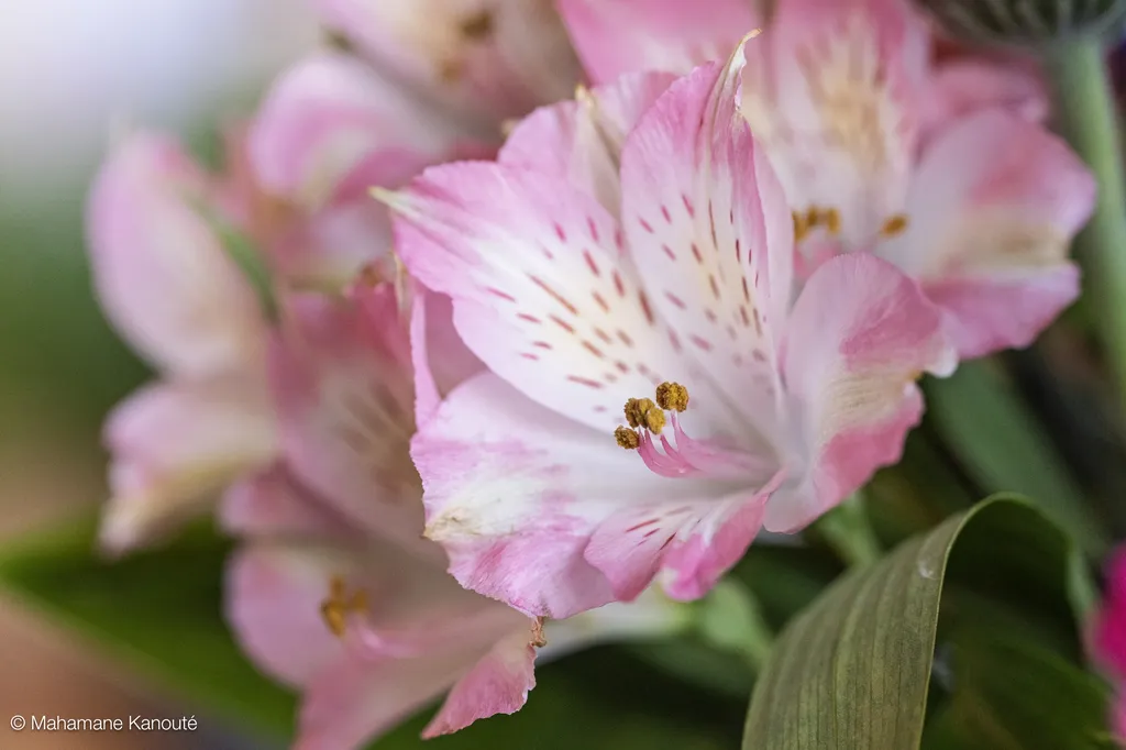 250323_130108_fleurs