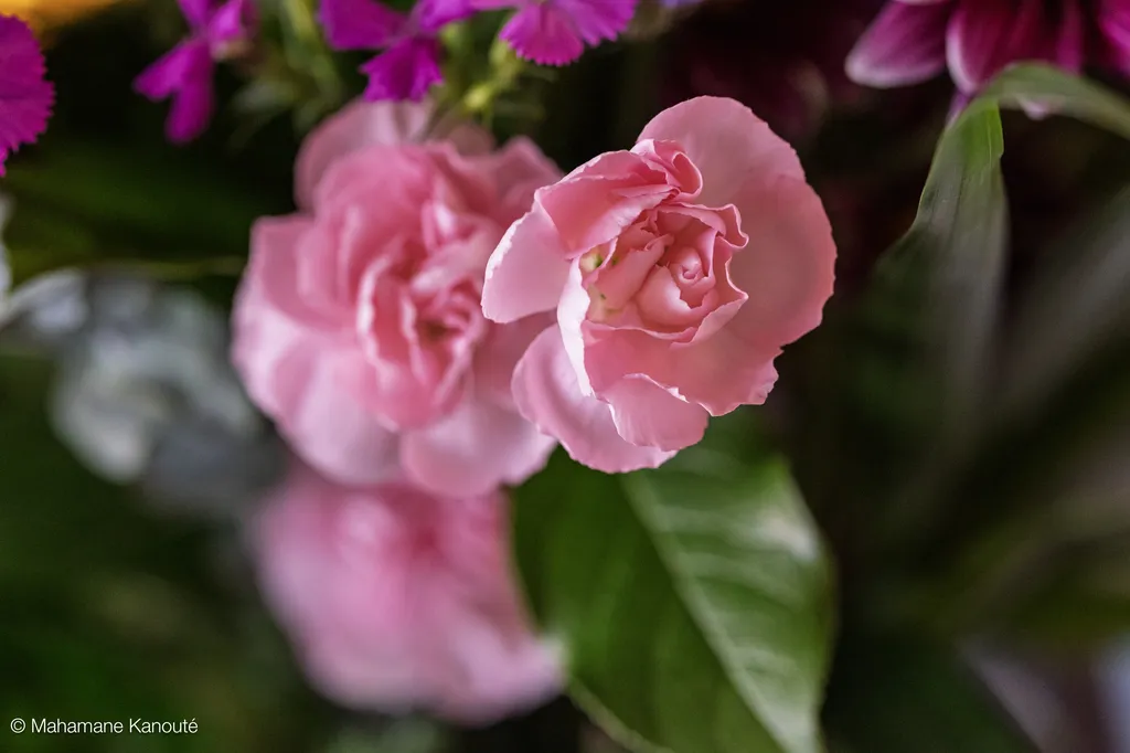 250323_130210_fleurs