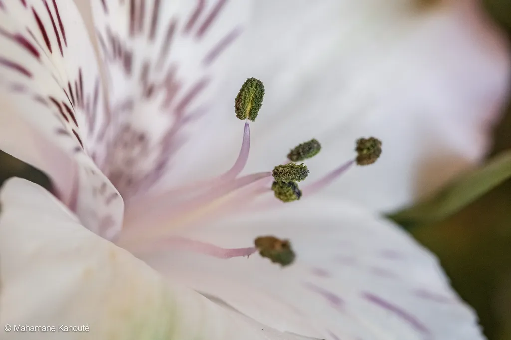 250326_130249_fleur