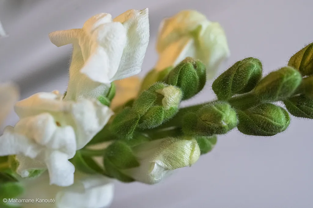250326_131428_fleur