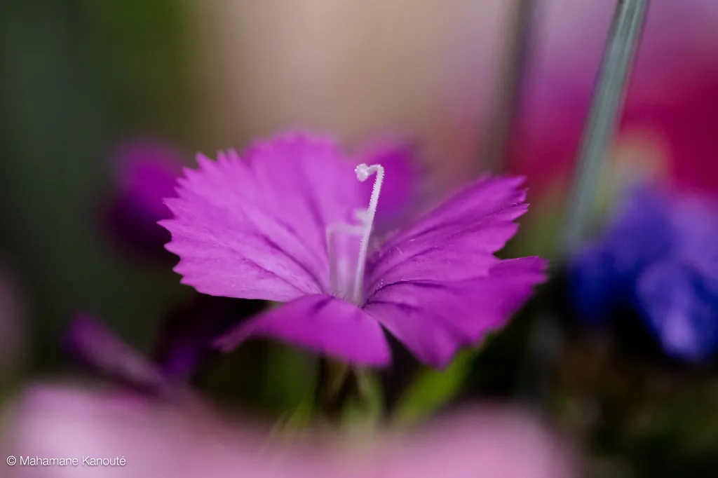 250328_165604_fleur