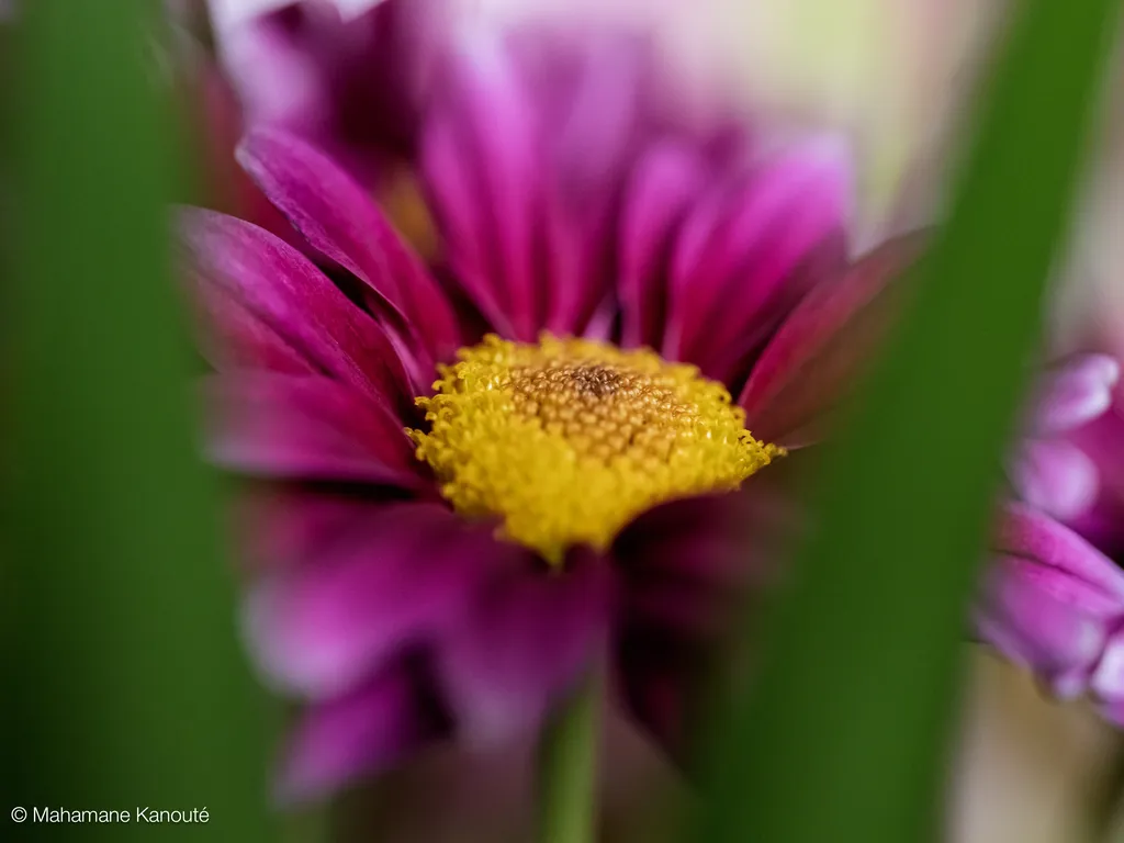 250328_165731_fleur