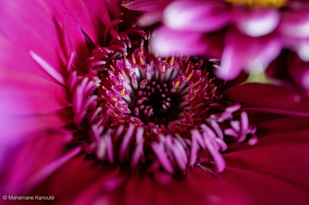 250328_170014_fleur