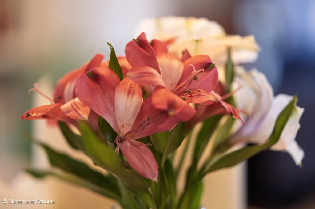 250404_142222_fleurs